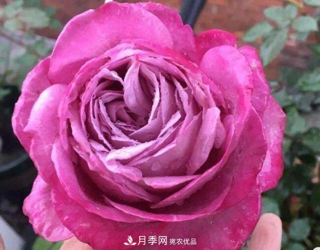 月季花什么品種好看？9大驚艷花友的月季品種(圖3)