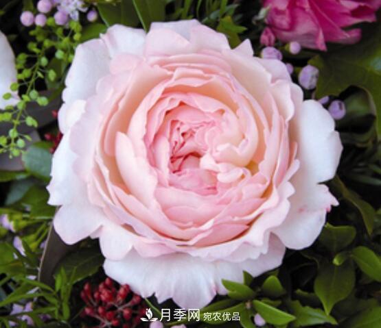 月季花什么品種好看？9大驚艷花友的月季品種(圖5)