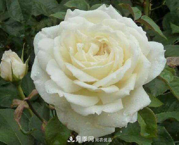 月季花什么品種好看？9大驚艷花友的月季品種(圖7)