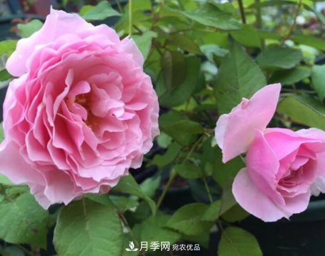 月季花什么品種好看？9大驚艷花友的月季品種(圖6)