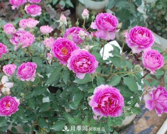 月季花什么品種好看？9大驚艷花友的月季品種(圖8)