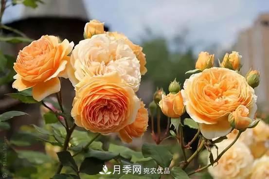 月季品種總結(jié)大全，詳細(xì)的月季品種選擇(圖3)