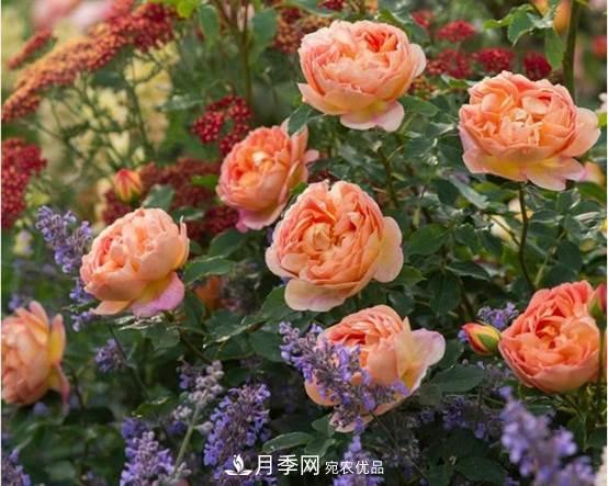 月季品種總結(jié)大全，詳細(xì)的月季品種選擇(圖1)