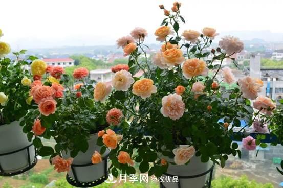 月季品種總結(jié)大全，詳細(xì)的月季品種選擇(圖2)