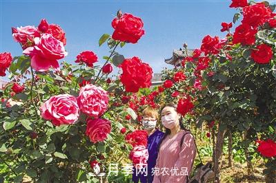 好一個美麗的中國月季之鄉(xiāng)--南陽中國月季園掠影(圖4)