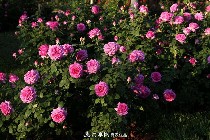 藤本月季多少錢一棵？南陽(yáng)藤本月季基地報(bào)價(jià)行情分析(圖1)