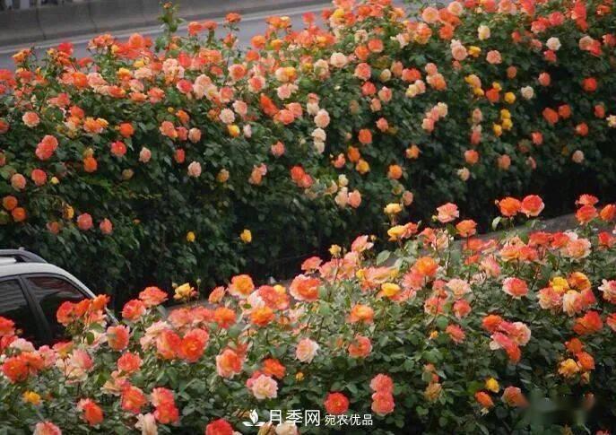 藤本月季多少錢一棵？南陽(yáng)藤本月季基地報(bào)價(jià)行情分析(圖4)