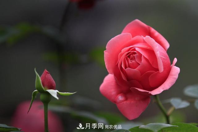 月季花的風水學應(yīng)用(圖1)