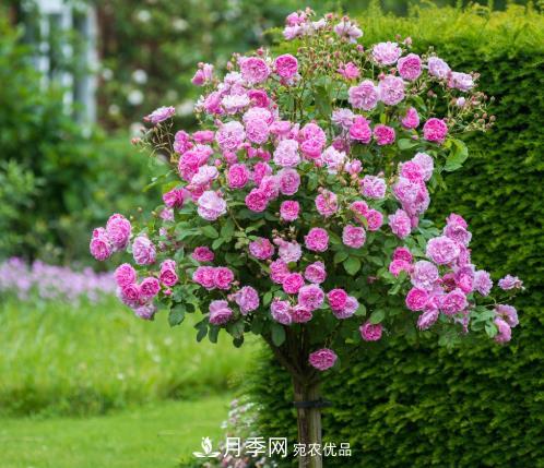 多種選擇，樹狀月季用什么樹做樹樁比較好？(圖4)