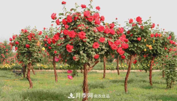 多種選擇，樹狀月季用什么樹做樹樁比較好？(圖2)