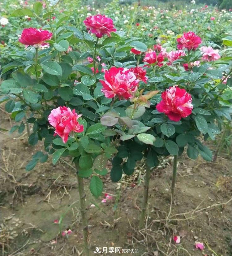 南陽小高桿月季樹花開驚艷，批發(fā)價(jià)格低到多少錢呢！(圖2)