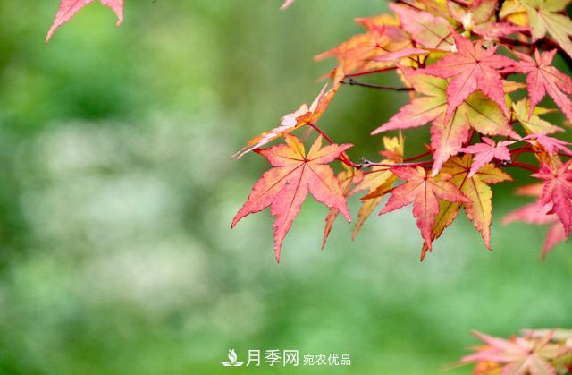 區(qū)別紅楓和雞爪槭，帶你認識彩葉苗木雞爪槭(qì)(圖4)