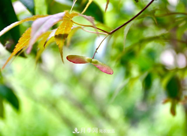 區(qū)別紅楓和雞爪槭，帶你認識彩葉苗木雞爪槭(qì)(圖2)