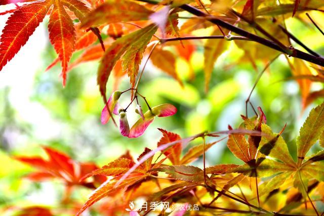 區(qū)別紅楓和雞爪槭，帶你認識彩葉苗木雞爪槭(qì)(圖3)