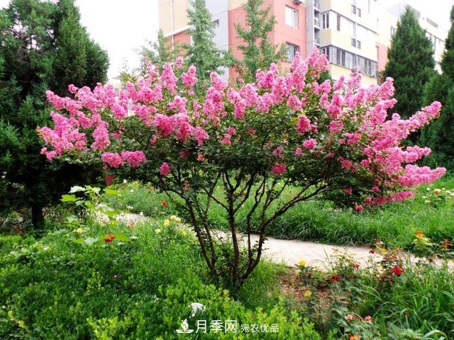 1棵紫薇開(kāi)花1000朵，花期達(dá)100天，人稱(chēng)“百日紅”，能活100年(圖2)