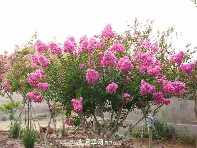 1棵紫薇開(kāi)花1000朵，花期達(dá)100天，人稱(chēng)“百日紅”，能活100年(圖1)