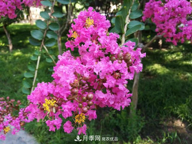 1棵紫薇開(kāi)花1000朵，花期達(dá)100天，人稱(chēng)“百日紅”，能活100年(圖3)