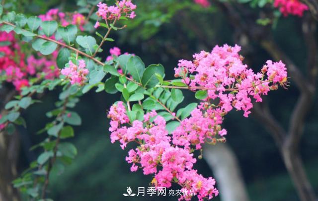 1棵紫薇開(kāi)花1000朵，花期達(dá)100天，人稱(chēng)“百日紅”，能活100年(圖5)