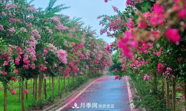 1棵紫薇開(kāi)花1000朵，花期達(dá)100天，人稱(chēng)“百日紅”，能活100年(圖4)
