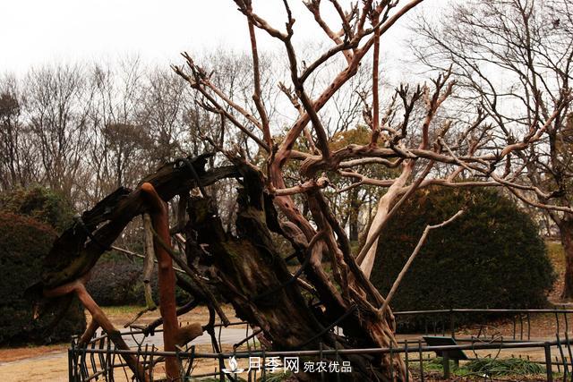 1棵紫薇開(kāi)花1000朵，花期達(dá)100天，人稱(chēng)“百日紅”，能活100年(圖7)