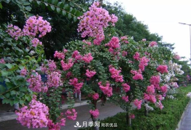 1棵紫薇開(kāi)花1000朵，花期達(dá)100天，人稱(chēng)“百日紅”，能活100年(圖6)