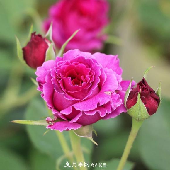 8款冷門月季，表現(xiàn)特別好，但是養(yǎng)的人不多(圖6)