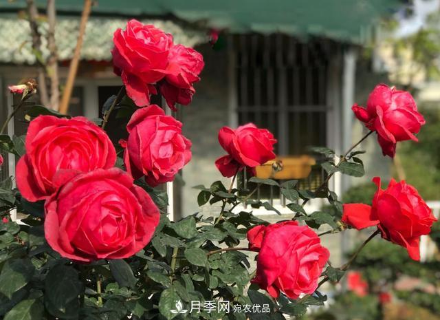 8款冷門月季，表現(xiàn)特別好，但是養(yǎng)的人不多(圖9)