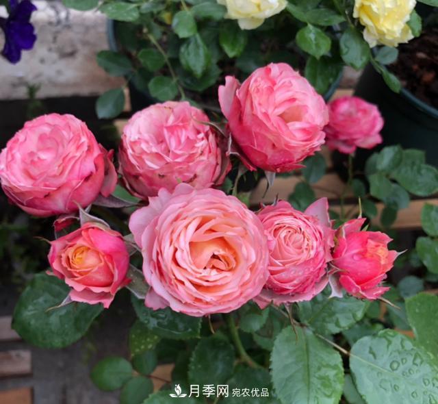 8款冷門月季，表現(xiàn)特別好，但是養(yǎng)的人不多(圖4)
