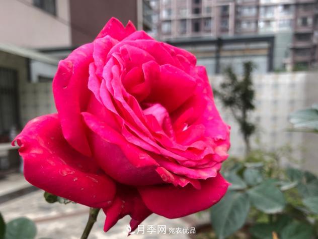 8款冷門月季，表現(xiàn)特別好，但是養(yǎng)的人不多(圖8)