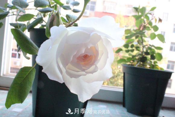 8款冷門月季，表現(xiàn)特別好，但是養(yǎng)的人不多(圖10)