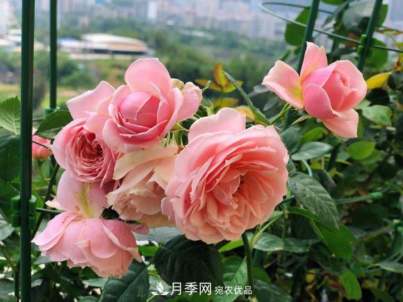 8款冷門月季，表現(xiàn)特別好，但是養(yǎng)的人不多(圖5)