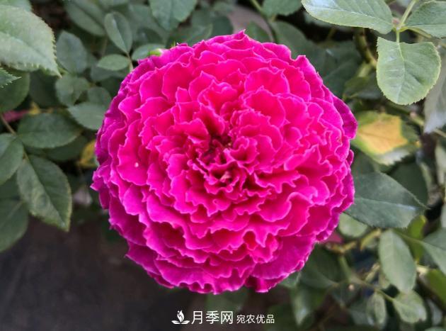8款冷門月季，表現(xiàn)特別好，但是養(yǎng)的人不多(圖7)