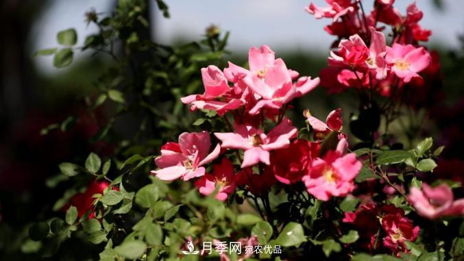 初夏，于山東梁山縣濱河大道邂逅月季花海(圖1)
