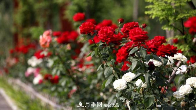 初夏，于山東梁山縣濱河大道邂逅月季花海(圖3)