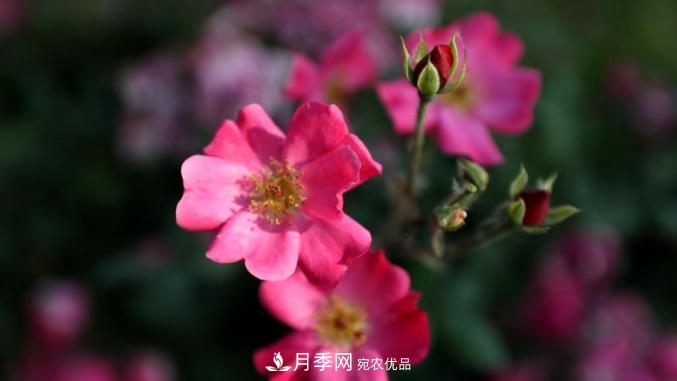 初夏，于山東梁山縣濱河大道邂逅月季花海(圖7)