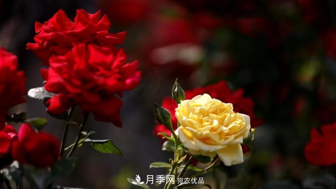 初夏，于山東梁山縣濱河大道邂逅月季花海(圖5)
