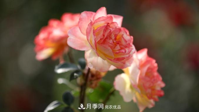 初夏，于山東梁山縣濱河大道邂逅月季花海(圖8)