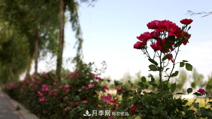 初夏，于山東梁山縣濱河大道邂逅月季花海(圖9)