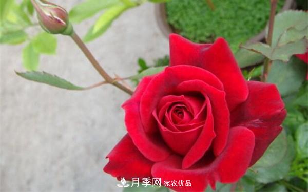 2021年***暢銷三款月季！粉扇、卡羅拉有名(圖3)