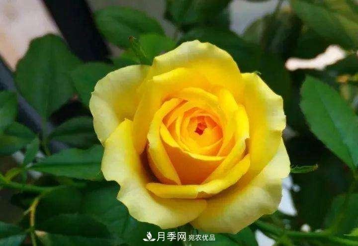 名貴月季十大品種，你養(yǎng)過哪幾種？(圖1)