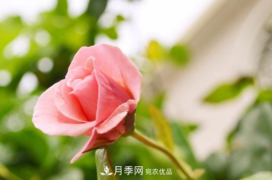 月季直接土插能生根嗎？扦插辦法(圖3)