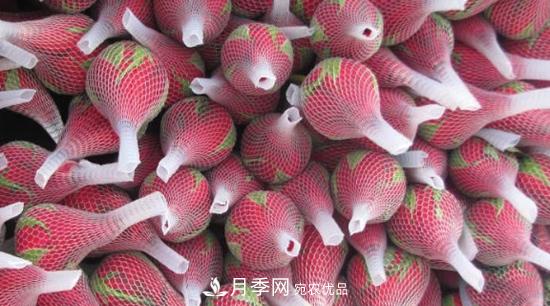卡羅拉是玫瑰還是月季？(圖1)