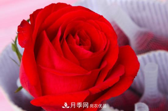 卡羅拉是玫瑰還是月季？(圖2)