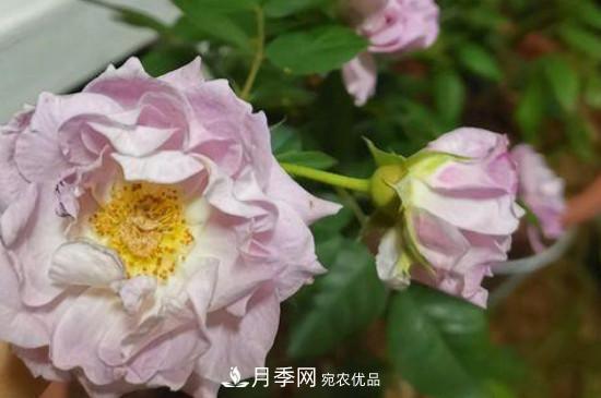養(yǎng)護(hù)修剪月季，剪花從哪剪？(圖1)