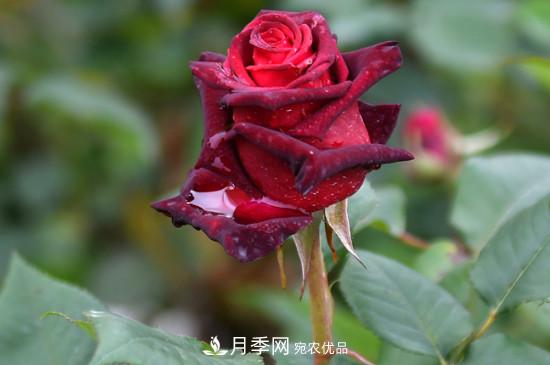 養(yǎng)護(hù)修剪月季，剪花從哪剪？(圖2)