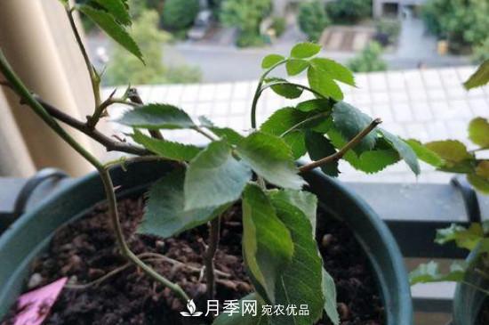 月季移栽后葉子蔫了能活嗎？(圖1)