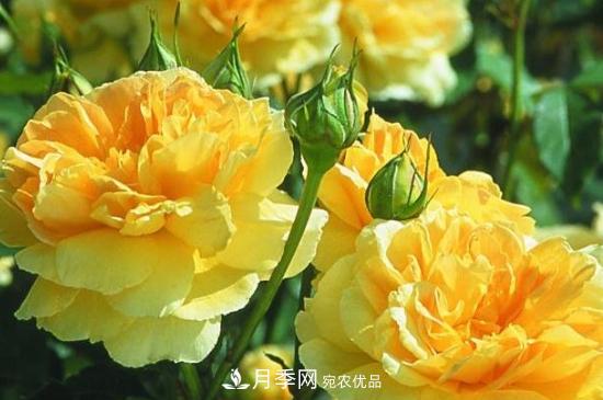 月季葉子太多要不要剪掉？修剪辦法(圖2)