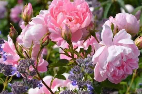 月季葉子太多要不要剪掉？修剪辦法(圖1)