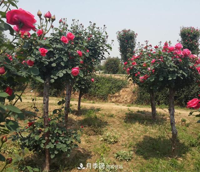 南陽樹狀月季怎樣移植易成活？(圖2)