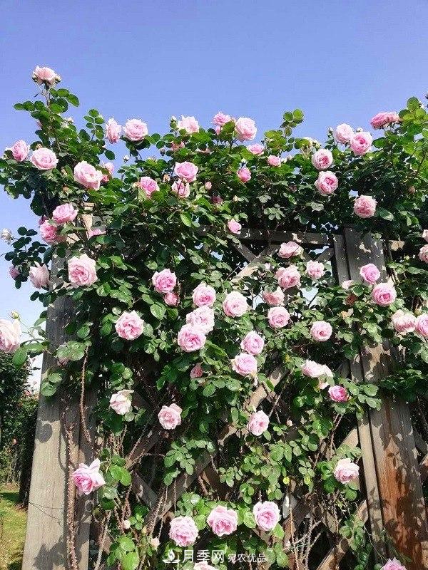 上海辰山植物園月季花海，五一迎來***佳觀賞期(圖1)